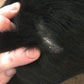 Dog wounds heal pain free and fast with Good samaritan Oil.