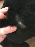 Dog wounds heal pain free and fast with Good samaritan Oil.
