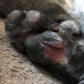 Dog Paw injury healed using Good Samaritan oil