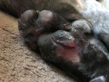 Dog Paw injury healed using Good Samaritan oil