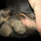 Day 3 dog paw injury using Good Samaritan oil