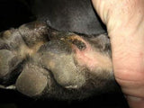 Day 3 dog paw injury using Good Samaritan oil